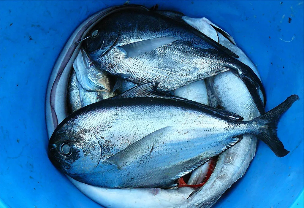omega3