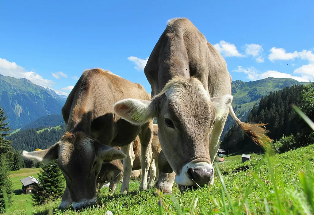 cows